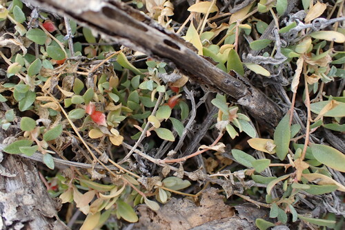 Atriplex semibaccata observed 2024-12-28