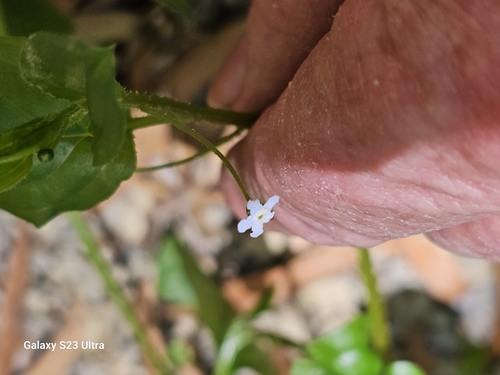 Image of Hackelia latifolia by (c) ianrainbow, some rights reserved (CC BY)