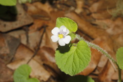Viola galeanaensis