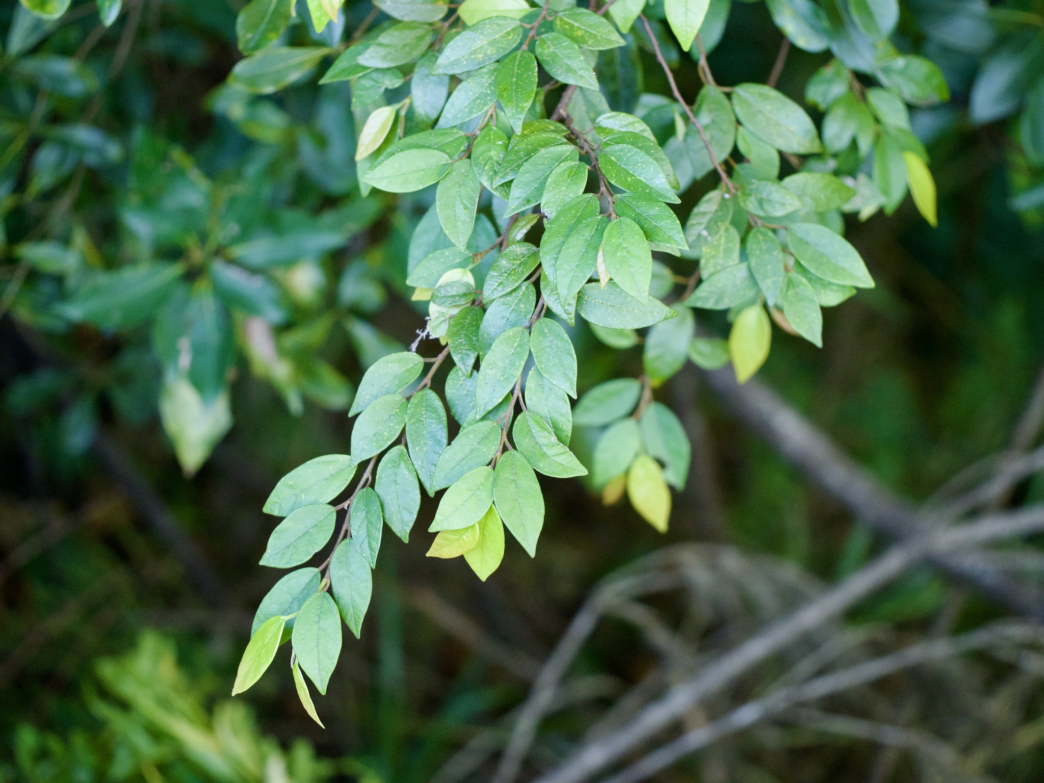 Ficus thunbergii
