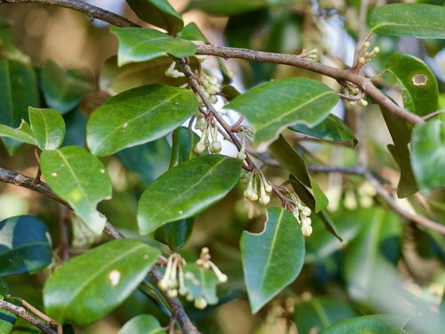 Elaeagnus liukiuensis iNat (1)
