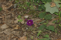Ipomoea orizabensis