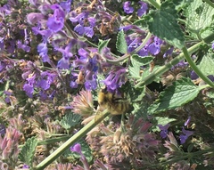 Bombus flavifrons