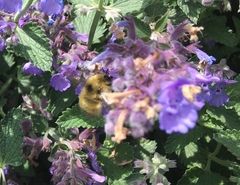 Bombus flavifrons