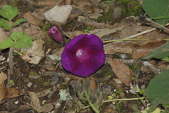 Ipomoea orizabensis
