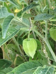 Physalis heterophylla