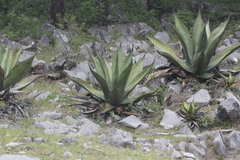 Agave gentryi