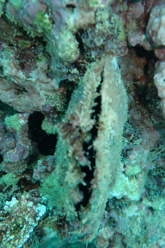 Pinctada margaritifera observed 2024-12-28