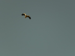 Neophron percnopterus