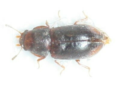 Cis reflexicollis