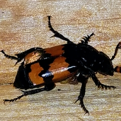 Nicrophorus defodiens