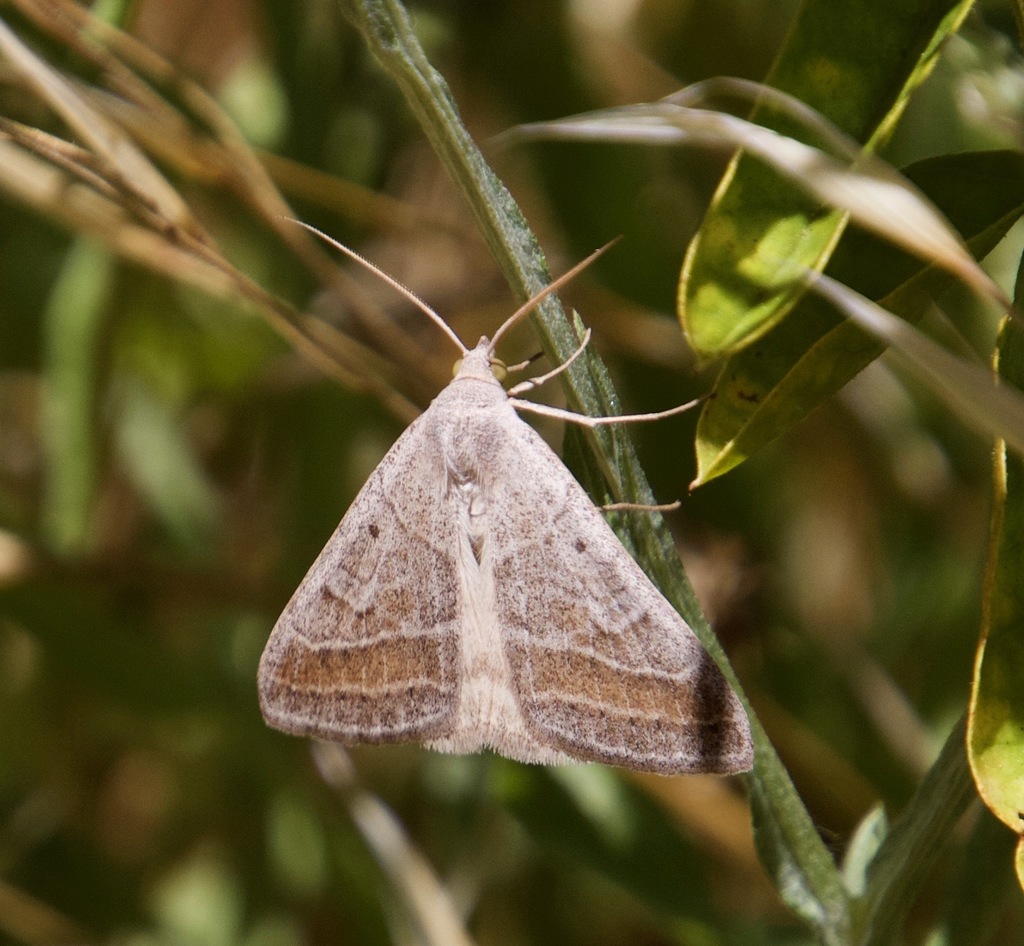 Caenurgia togataria