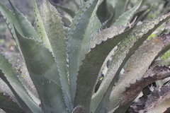Agave gentryi