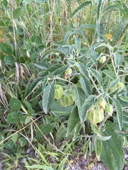 Physalis heterophylla