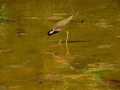 Vanellus indicus