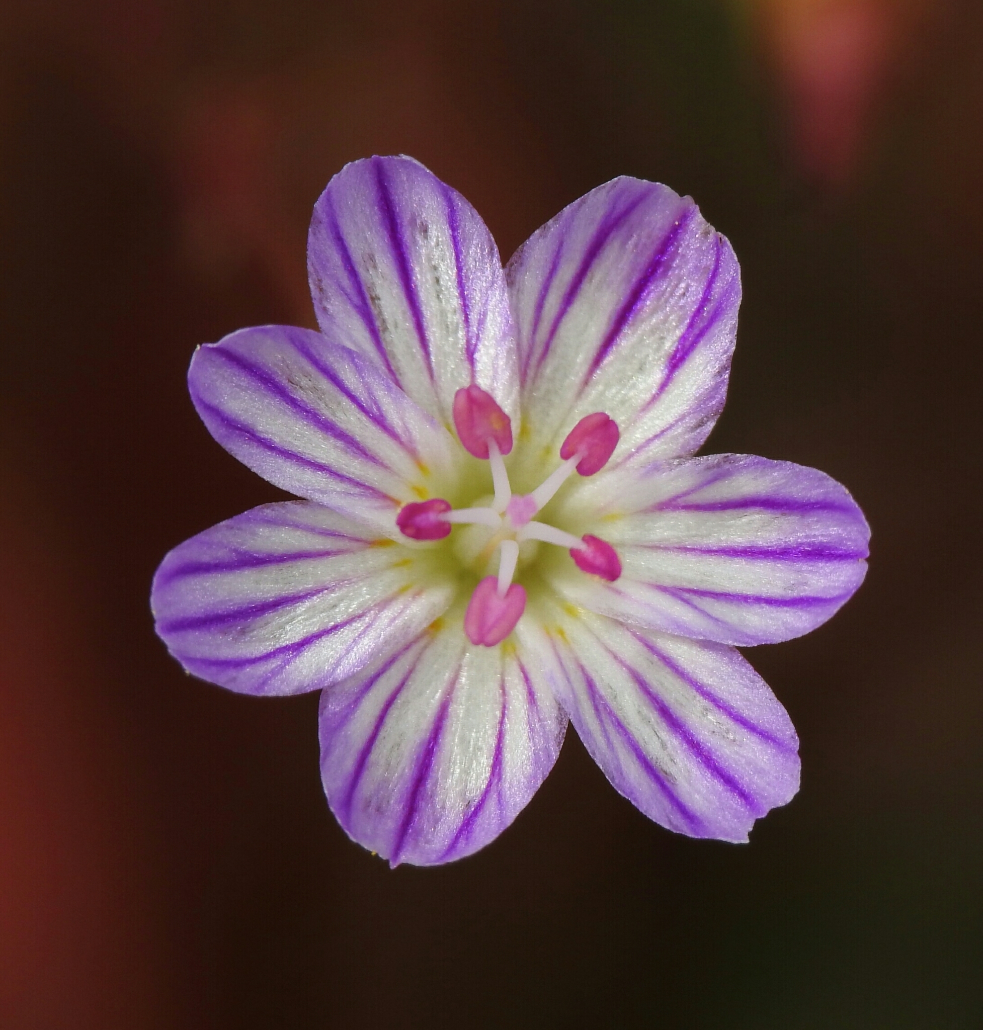 Lewisia columbiana var. wallowensis