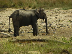 Elephas maximus indicus