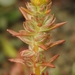 Narrow-petal Stonecrop - Photo (c) David Greenberger, some rights reserved (CC BY-NC-ND), uploaded by David Greenberger