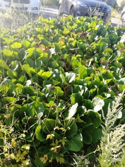 Bergenia crassifolia