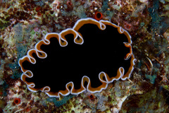 Pseudobiceros hancockanus