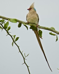 Urocolius macrourus