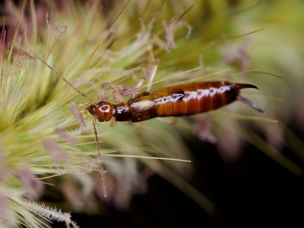 Forficula hiromasai