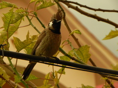 Pycnonotus leucogenys