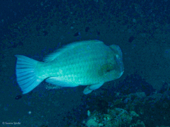 Bumphead Parrotfish