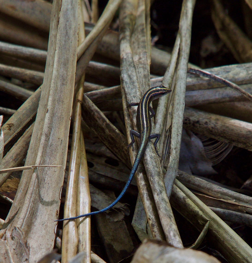 Dark-bellied Copper-striped Skink