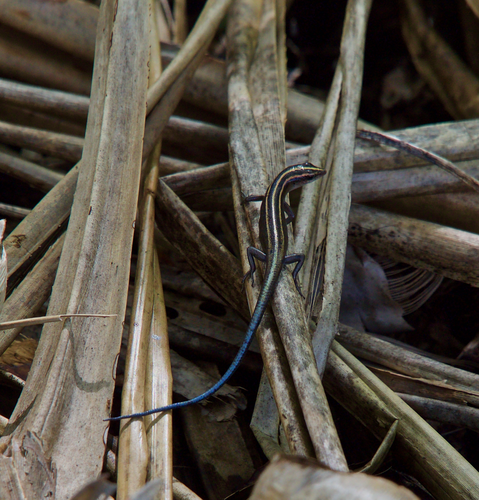 Dark-bellied Copper-striped Skink