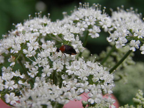 Gelsvapilvis Dygliavabalis