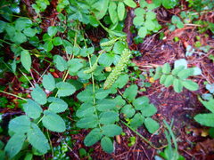 Sanguisorba stipulata