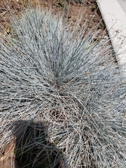 Festuca glauca