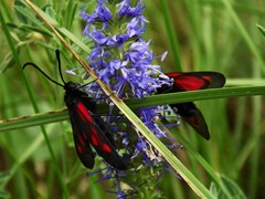 Zygaena osterodensis