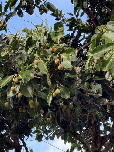 Mimusops coriacea observed 2024-12-29