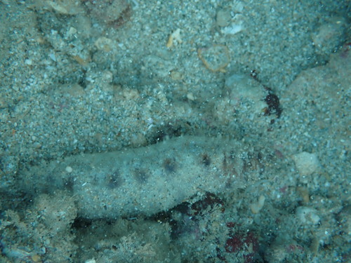 Holothuria pardalis observed 2024-12-29