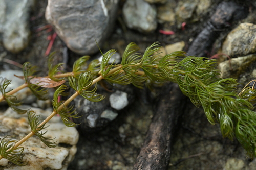 Image of New Zealand Water-Milfoil (Myriophyllum triphyllum) by (c) Christopher Stephens, some rights reserved (CC BY-SA)