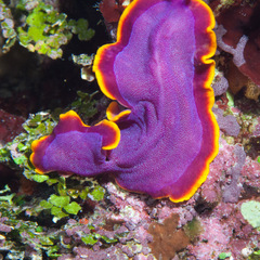 Pseudoceros ferrugineus