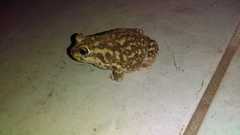 Scaphiopus couchii