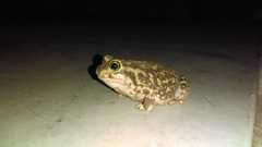Scaphiopus couchii