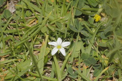 Arenaria lycopodioides