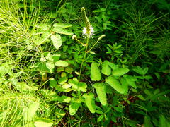 Sanguisorba stipulata