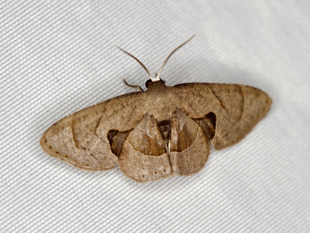 Phazaca kosemponicola