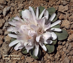 Lewisia kelloggii