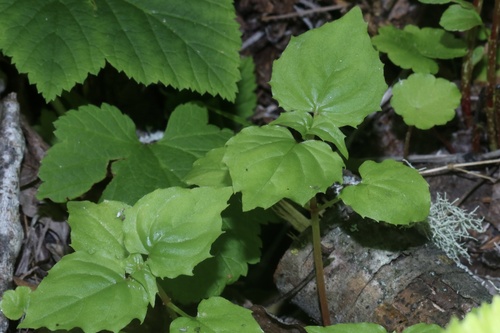 Alpine Enchanter's-nightshade