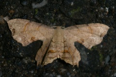 Dysaethria moza