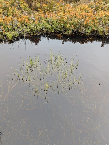 Image of Isolepis crassiuscula by (c) Joe Atkinson, some rights reserved (CC BY)