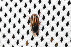 Chilothorax melanostictus