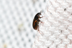 Chilothorax melanostictus