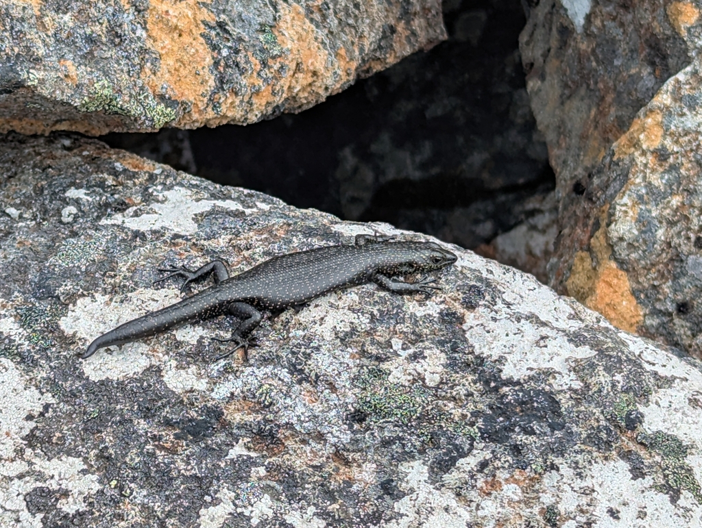 Alpine Cool-skink